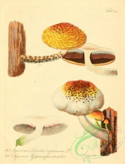 mushrooms-00358 - agaricus (lepiota) sqarrosus, agaricus (gymnopus) tricolor [1985x2596]