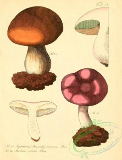 mushrooms-00361 - agaricus (russula) rosaceus, boletus edulis [1985x2596]