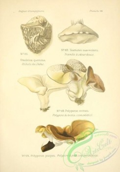 mushrooms-01173 - daedalea quercina, trametes suaveolens, polyporus ovinus, polyporus picipes [2281x3251]