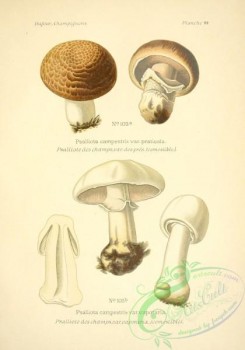 mushrooms-01205 - psalliota campestris praticola, psalliota campestris vaporaria [2281x3251]