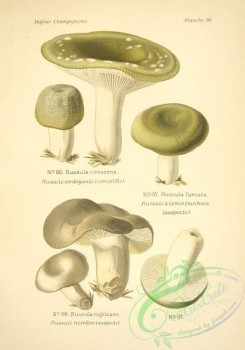 mushrooms-01210 - russula virescens, russula furcata, russula nigricans [2281x3251]