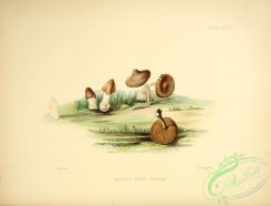 mushrooms-02428 - agaricus reedii [3454x2625]