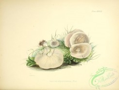 mushrooms-02430 - agaricus subpulverulentus [3454x2625]