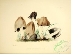 mushrooms-02447 - Inky Agaric, agaricus atramentarius [3454x2625]