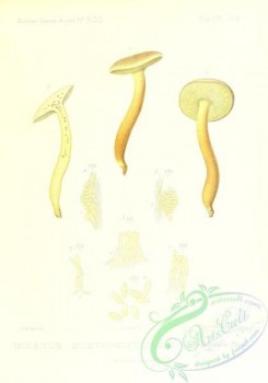 mushrooms-02499 - boletus subtomentosus [2431x3471]
