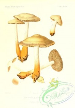 mushrooms-02518 - cortinarius bulliardi [2431x3471]