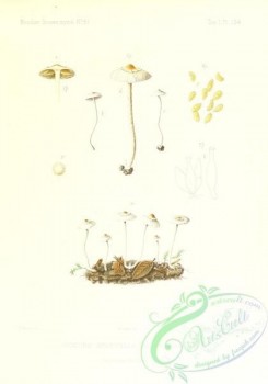 mushrooms-02563 - inocybe geophylla reflexa [2431x3471]
