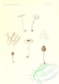 mushrooms-02595 - lepiota tenella [2431x3471]