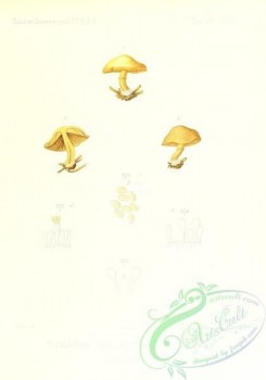 mushrooms-02666 - tubaria secestria [2431x3471]