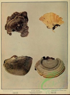 mushrooms-03238 - Woody Fungi, Common Zoned Polystictus, polystictus versicolor, Bristly Polystictus [3208x4323]