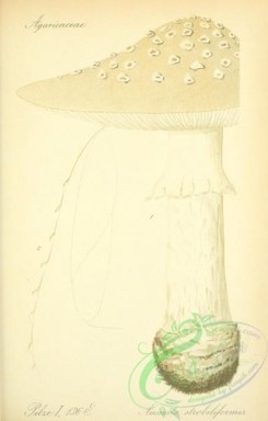 mushrooms-03703 - amanita strobiliformis [2066x3236]