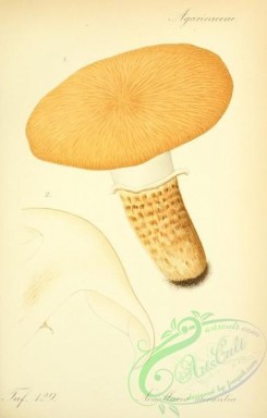 mushrooms-03708 - armillaria aurantia [2066x3236]