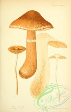 mushrooms-03715 - cortinarius brunneus [2066x3236]