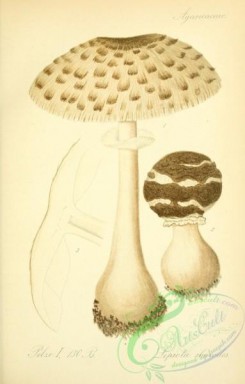 mushrooms-03754 - lepiota rhacodes [2066x3236]