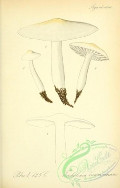 mushrooms-03779 - tricholoma inamoenum [2066x3236]