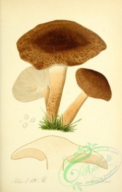 mushrooms-03784 - tricholoma, 2 [2066x3236]