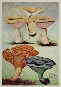 mushrooms-04926 - lactarius deliciosus, lactarius chelidonium, lactarius indigo [2409x3406]