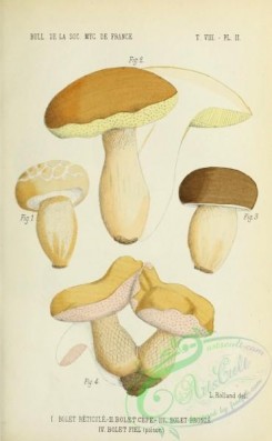 mushrooms-04937 - boletus reticulatus, boletus edulis, boletus aereus, boletus felleus [1966x3187]