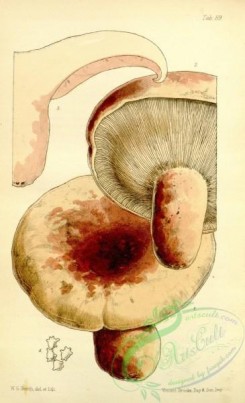 mushrooms-04952 - lactarius controversus [1922x3157]
