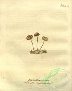 mushrooms-04997 - agaricus cinnamomeus [2705x3383]