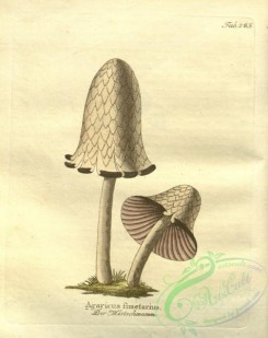 mushrooms-05000 - agaricus fimetarius [2677x3371]