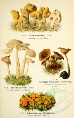 mushrooms-05267 - 003-cudonia circinans, helvella pallescens, sclerotinia tuberosa, peziza fusispora