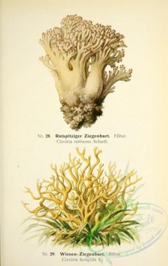 mushrooms-05278 - 014-clavaria rufescens, clavaria fastigiata
