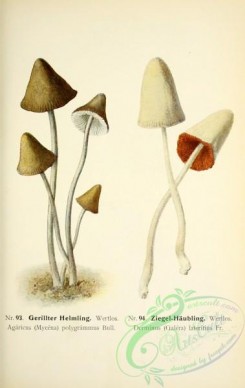 mushrooms-05317 - 053-agaricus (mycena) polygrammus, derminus (galera) lateritius