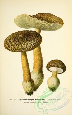 mushrooms-05338 - 074-lepiota acutesquamosa
