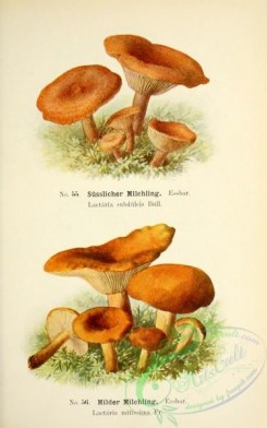 mushrooms-05505 - 035-lactaria subdulcis, lactaria mitissima