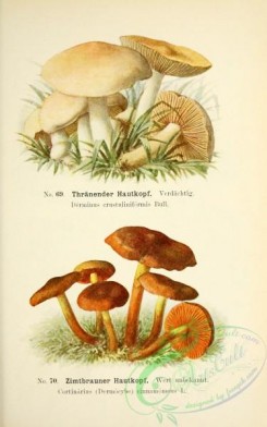 mushrooms-05516 - 046-derminus crustuliniformis, cortinarius (dermocybe) cinnamomeus
