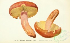 mushrooms-05742 - 057-tricholoma rutilans
