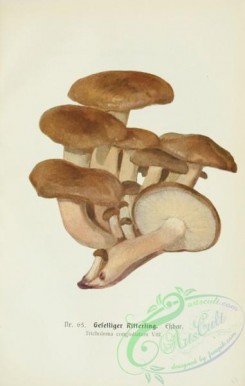 mushrooms-05743 - 058-tricholoma conglobatum