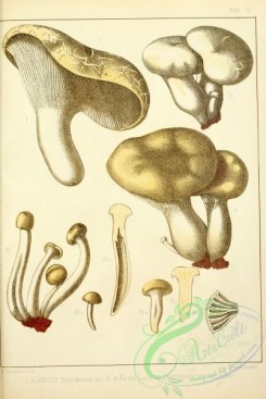 mushrooms-05981 - agaricus nebrodensis, agaricus ferulae, cantharellus turrisi