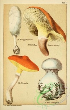mushrooms-06002 - coprinus comatus, boletus cavipes, boletus luteus, boletus pachypus