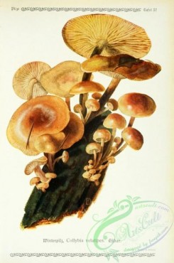 mushrooms-06243 - collybia velutipes