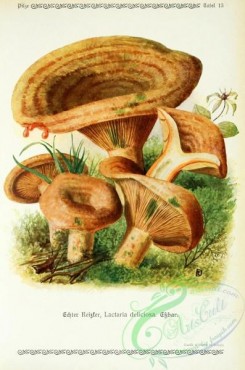 mushrooms-06252 - lactaria deliciosa