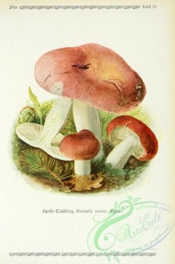 mushrooms-06284 - russula vesca