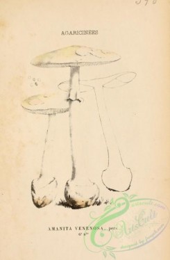 mushrooms-06402 - amanita venenosa