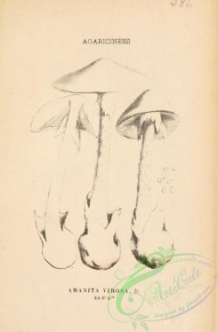 mushrooms-06404 - amanita virosa