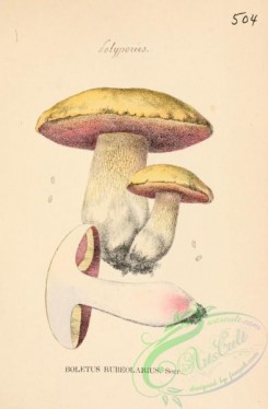 mushrooms-06408 - boletus rubeolarius