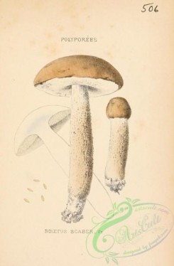 mushrooms-06411 - boletus scaber