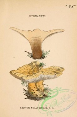 mushrooms-06442 - hydnum aurantiacum