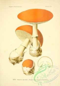 mushrooms-06495 - amanita caesarea