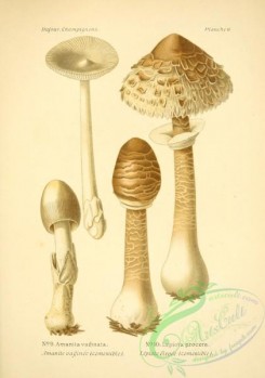 mushrooms-06499 - amanita vaginata, lepiota procera