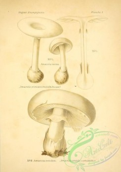 mushrooms-06500 - amanita verna, amanita ovoidea