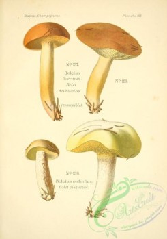 mushrooms-06502 - boletus bovinus, boletus collinitus