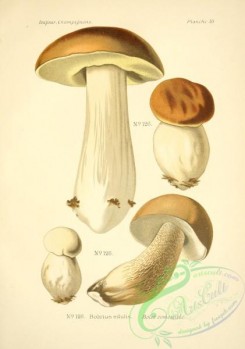 mushrooms-06503 - boletus edulis