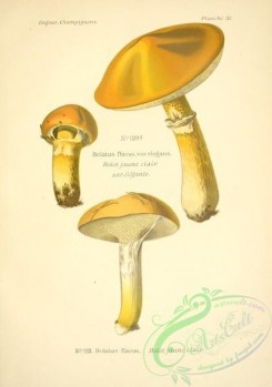 mushrooms-06504 - boletus flavus elegans, boletus flavus