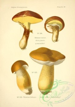 mushrooms-06507 - boletus luteus, boletus felleus